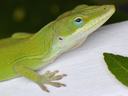 Close up of the watchful eye of a Green anole (Anolis carolinensis). Photo taken by Wendy Diaz April 3, 2020