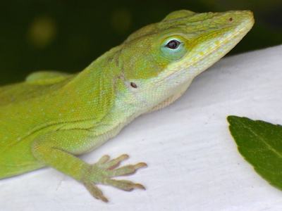 Close up of the watchful eye of a Green anole (Anolis carolinensis). Photo taken by Wendy Diaz April 3, 2020