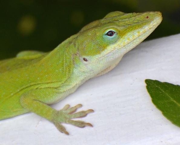 Green anole