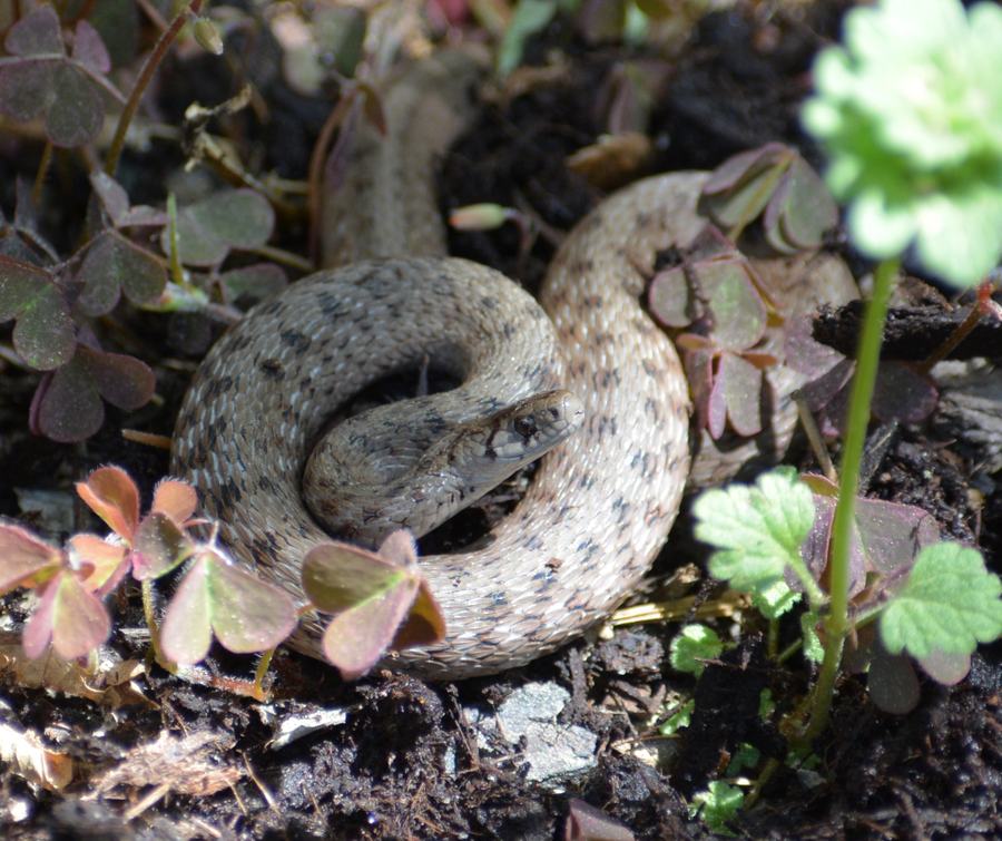 Possibly a small brown snake