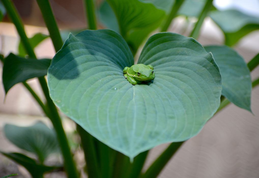 Green tree frog