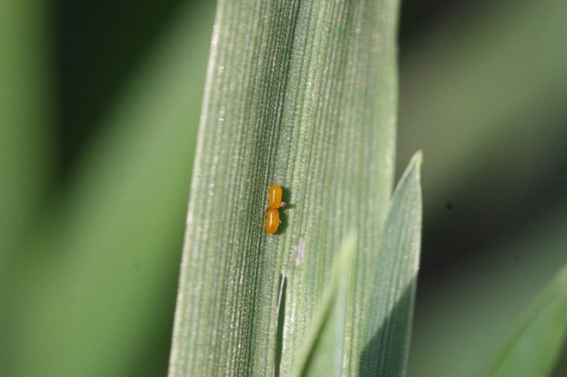 photo of two tiny, orange eggs