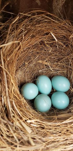 bluebird eggs