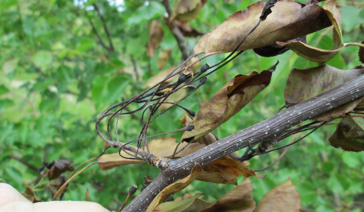 When Fire Blight Is Cool - Craven County Center | N.C. Cooperative ...
