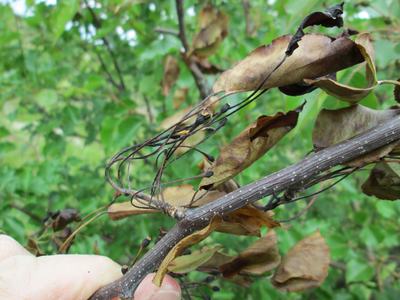 Fireblight symptoms