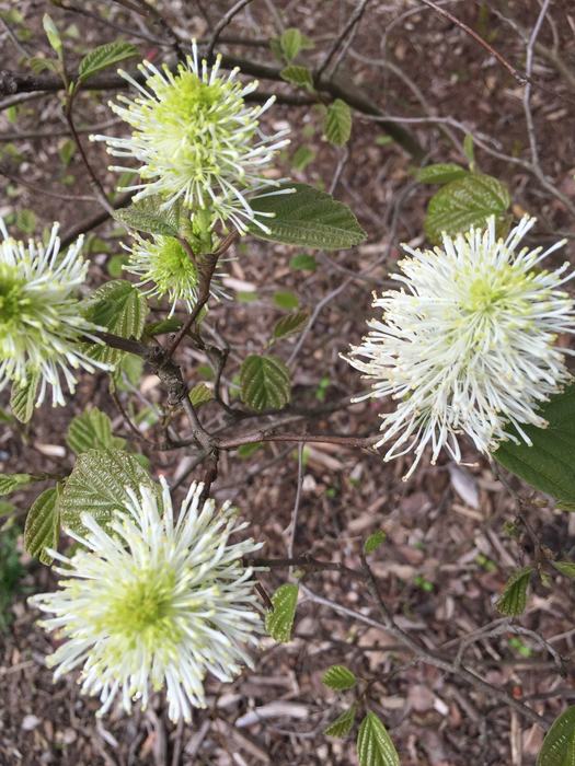 fothergilla shrub