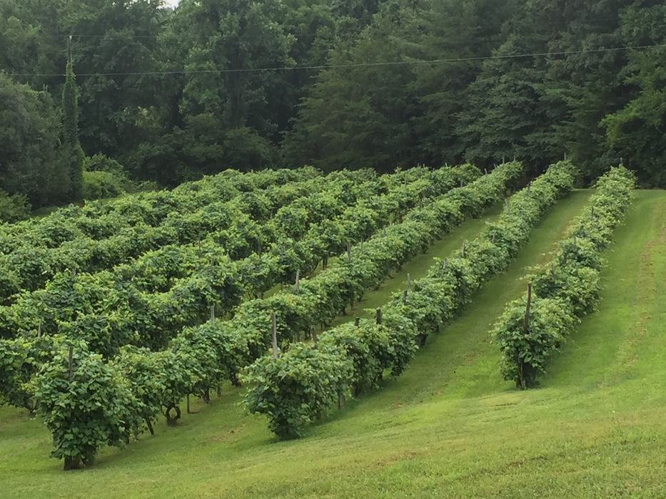 Grape vines
