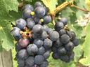 Cluster of dark purple grapes hanging on a vine among green leaves