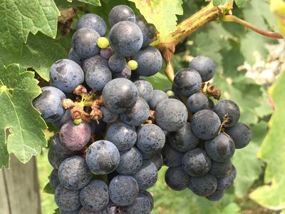 Cluster of dark purple grapes hanging on a vine among green leaves