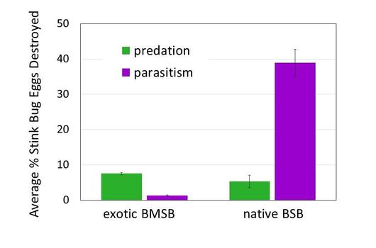 The effects of native predators and parasitoids on the exotic brown marmorated stink bug (BMSB) versus the native brown stink bug (BSB).