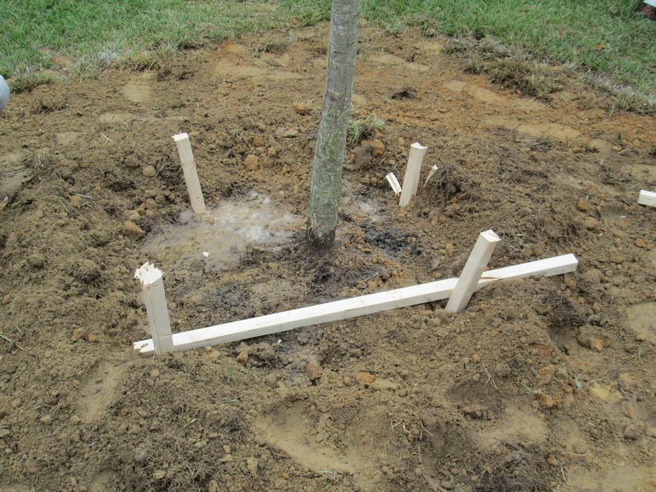 Root ball stabilization system