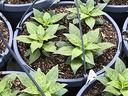 potted plants in greenhouse