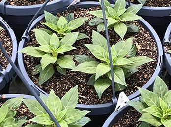 potted plants in greenhouse