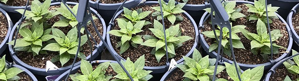 potted plants in greenhouse