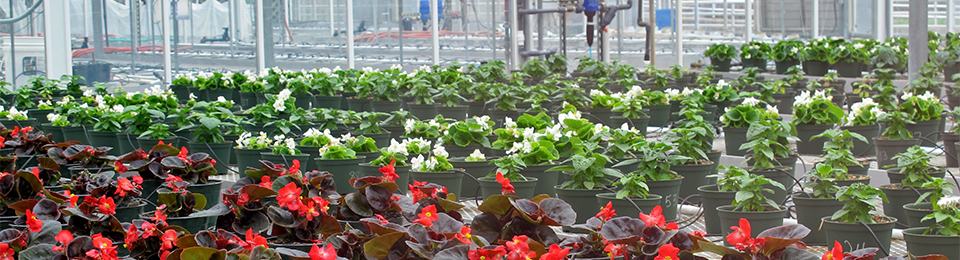 potted floriculture plants in a greenhouse