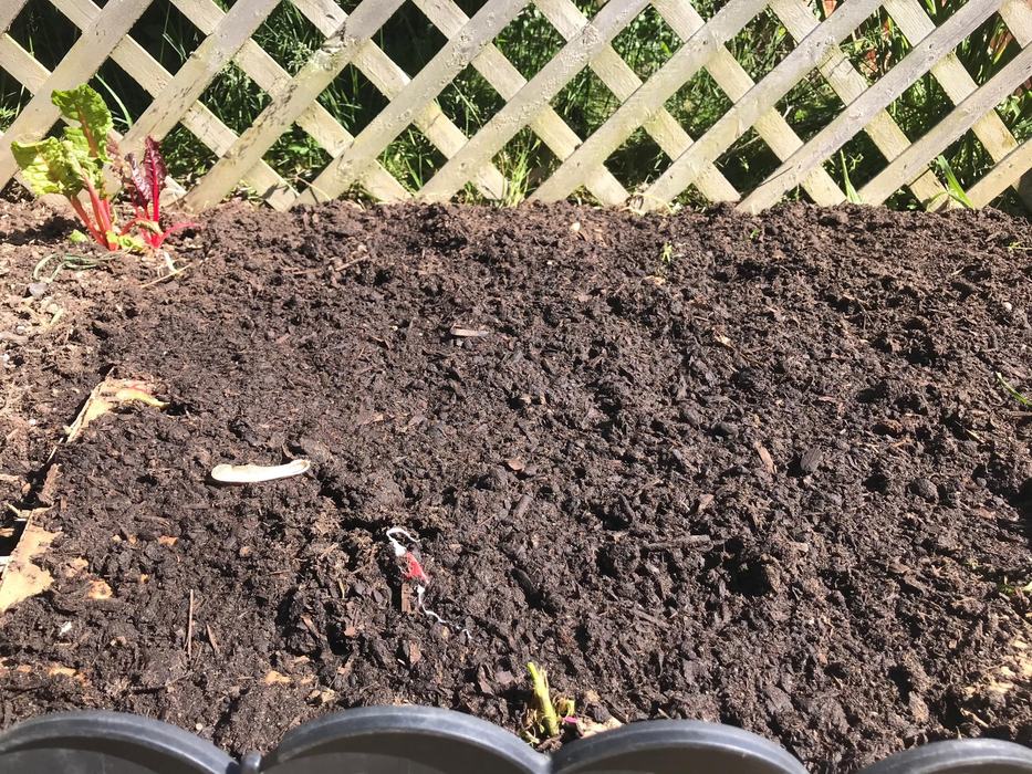 Compost and cardboard smother the cover crops to promote decomposition in preparation for later planting.