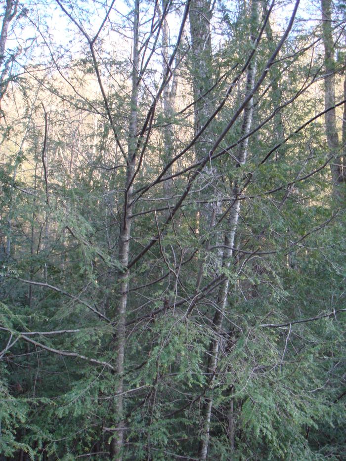 hemlock