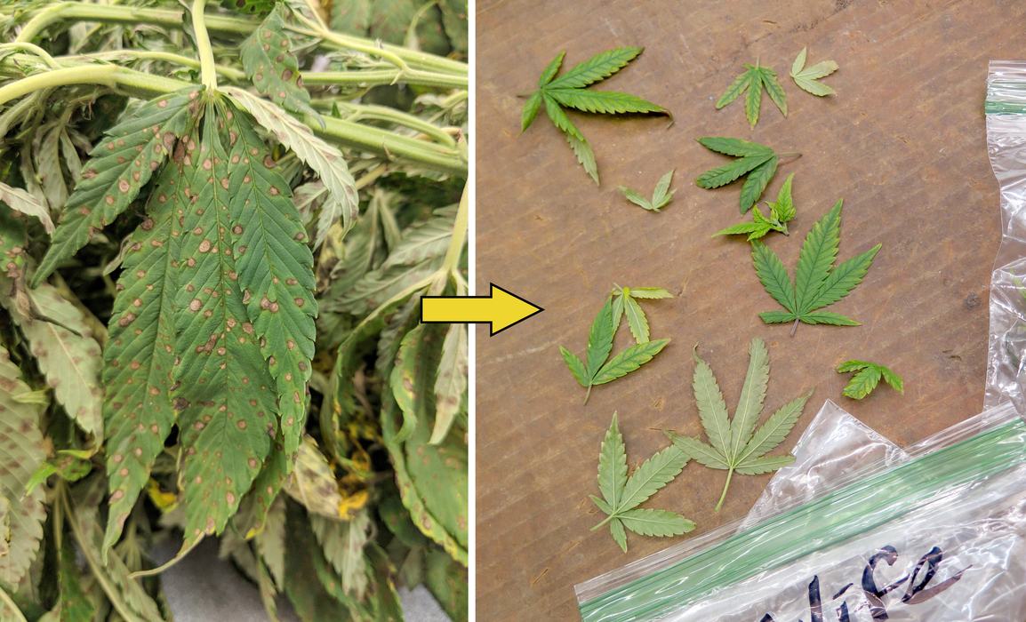 symptomatic hemp leaf submission process