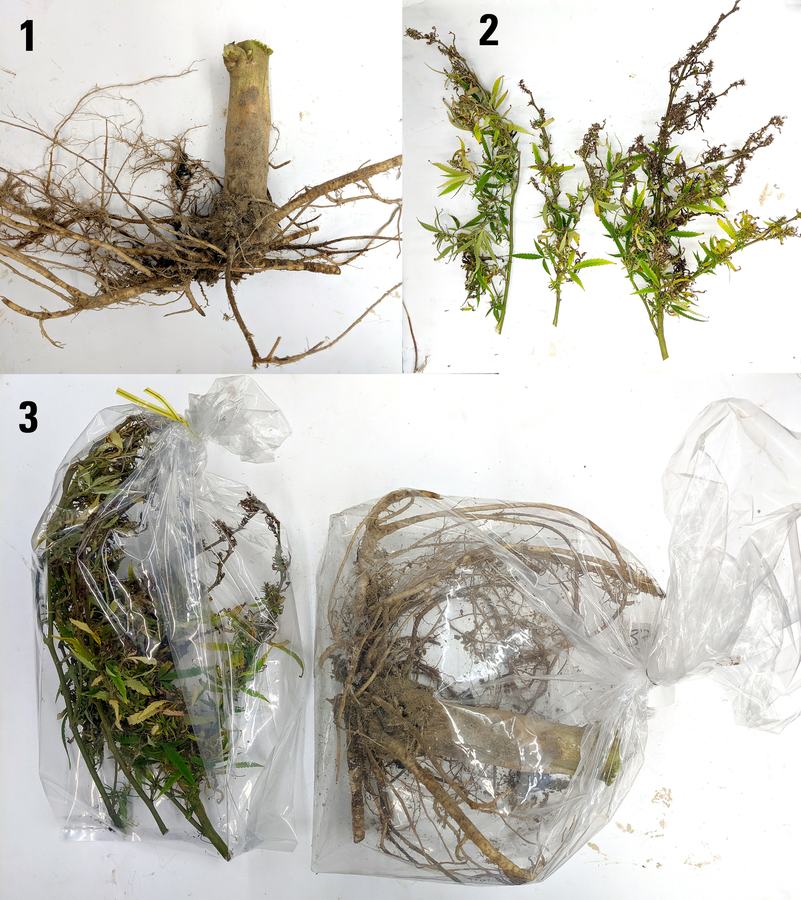 hemp submission process for plants over 2 feet tall