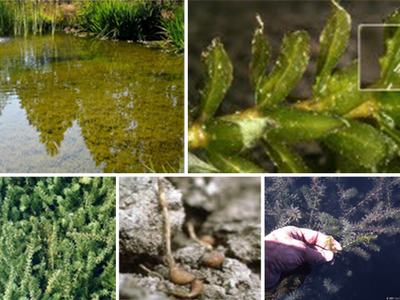 Collage of aquatic moss and algae in a pond, close-ups and a hand holding a plant