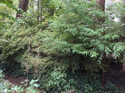 English ivy takes over woodlands