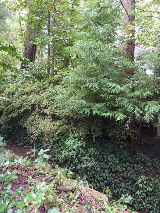 English ivy takes over woodlands