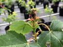 Red maple tip