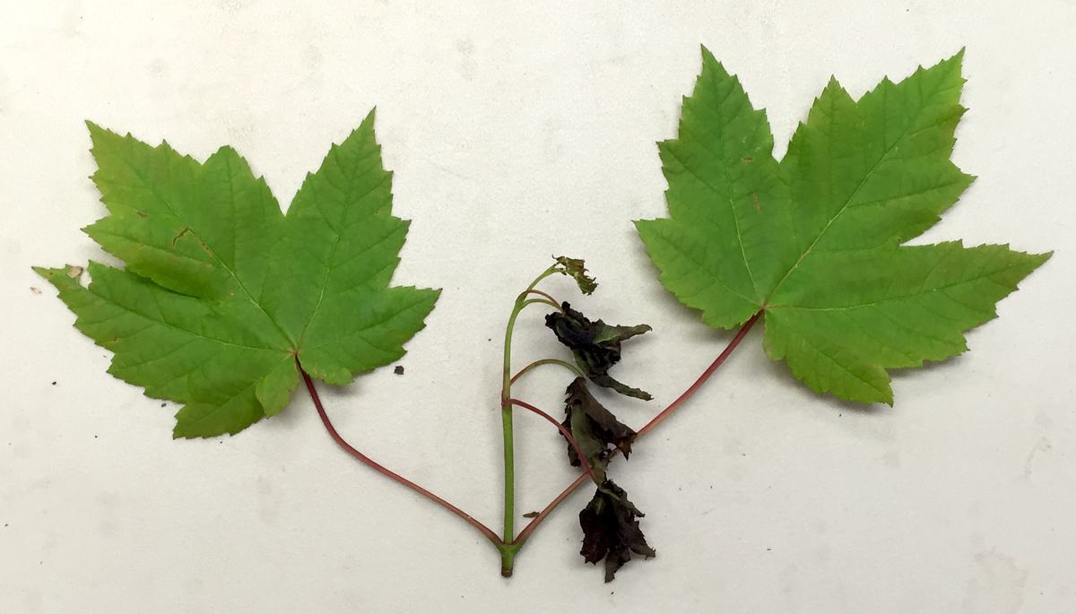 Red maple tip