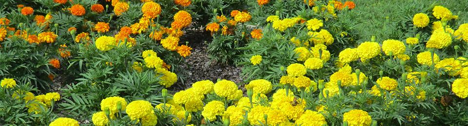 orange and yellow marigolds in flower bed