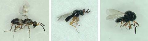Close up photos of wasp parasitoids that destroy brown marmorated stink bug eggs