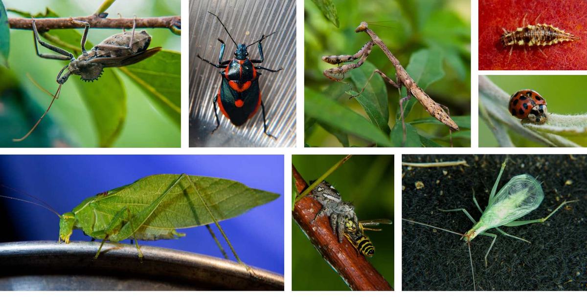 Some native predators of BMSB or BMSB eggs. Clockwise from top left: assassin bug, Florida predatory stink bug, praying mantis, lacewing larva, ladybeetle, tree cricket, jumping spider, katydid. (All photos: Steve Schoof/NCSU)