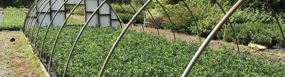 potted shrubs in a nursery
