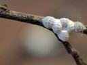 Oak eriococcid scales on a willow oak twig. Photo: AG Dale