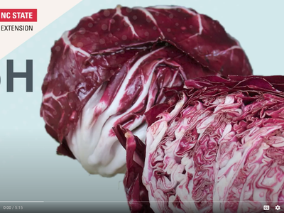 Two radicchio halves with text "pH" and NC State Extension logo and 4‑H clover