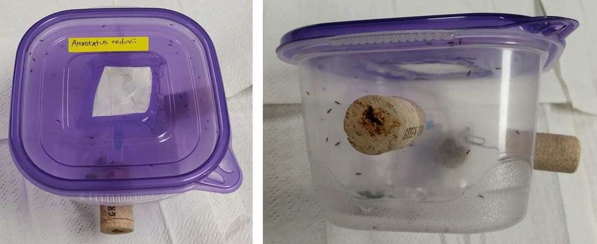 Cage containing A. reduvii wasp parasitoids. Corks allow insertion of test tube containing food (10% sugar water) and BMSB egg masses for parasitization. (Photos: Emily Ogburn/NCSU)