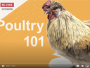 Rooster on orange background with text "Poultry 101" and NC State Extension and 4-H logos