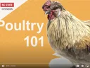 Rooster on orange background with text "Poultry 101" and NC State Extension and 4-H logos