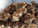 Group of brown chicks huddled on wood shavings in a brooder