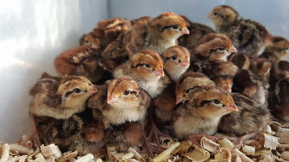 chicks