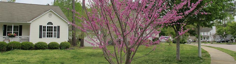 trees in a home landscape