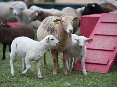 Ewe standing with two lambs on grass beside a red wooden ramp