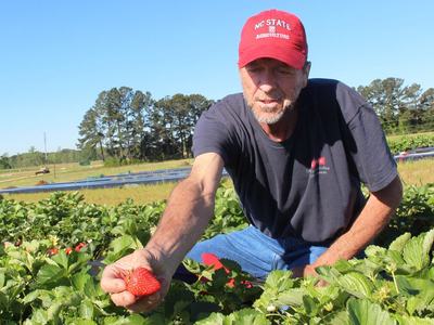 strawberry researcher / farmer in field