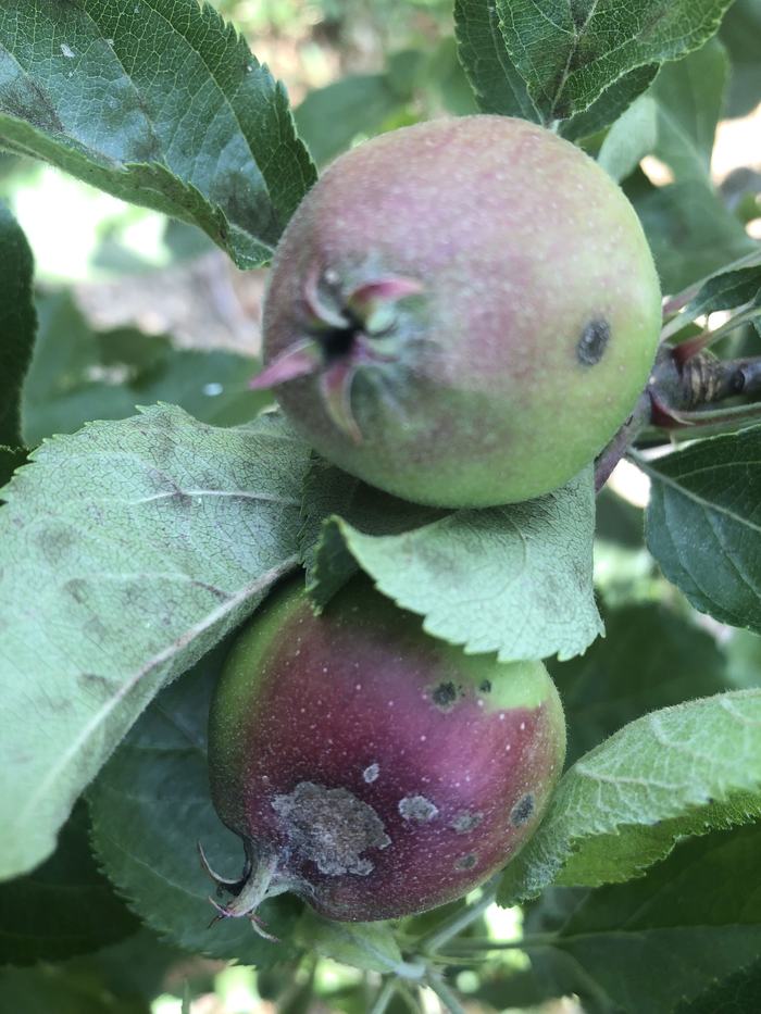 apple scab on fruit