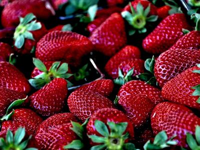 Picture of fresh picked strawberries
