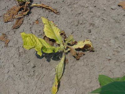 Small yellowing wilted plant lying on dry, cracked soil.