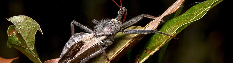 adult wheel bug