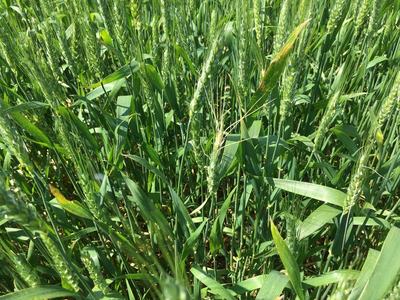 Green wheat stalks with immature grain heads in a dense field
