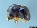 Camphor shot borer. Photo: Doug Stone, Mississippi State University, Bugwood.org