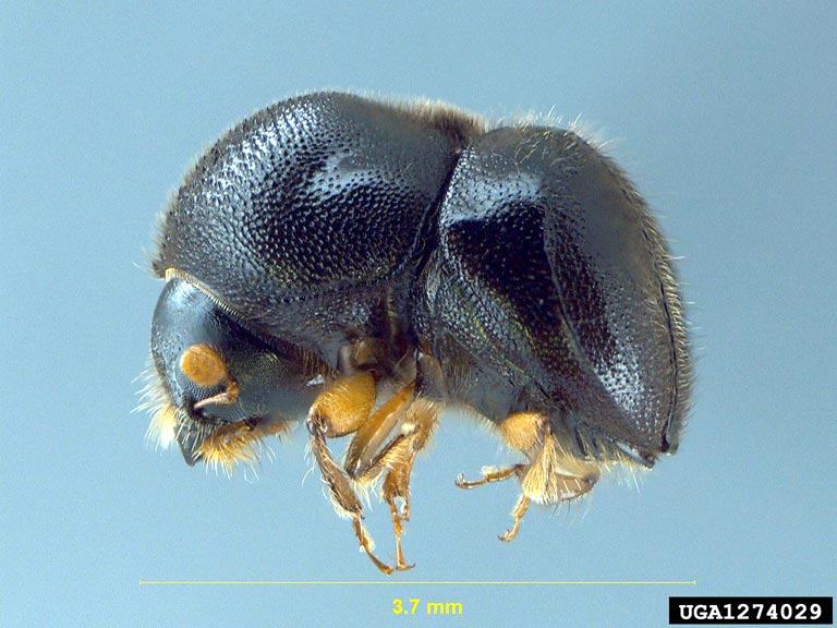 Camphor shot borer. Photo: Doug Stone, Mississippi State University, Bugwood.org