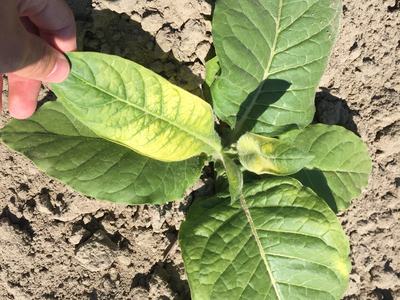 Hand holding a yellowing tobacco seedling leaf in dry cracked soil